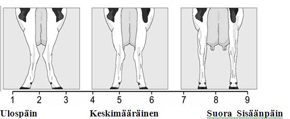 (länkisääret) Kinnerlaatu Kl (Hock quality) Kinnerlaatua arvostellaan sekä takaa että lehmän sivulta katsoen. Luuston laatu ei kuulu kinnerlaadun arvosteluun.