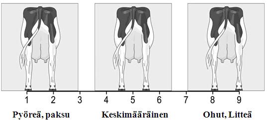 Luuston laatu Lul (Bone structure) Luuston laatua arvostellaan katsomalla takajalkoja.