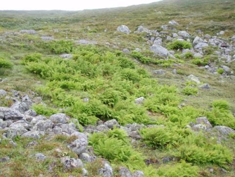 paikat, pienruohot, kuivemmilla paikoilla heinät ja sarat Tunturien suurruohoniityt