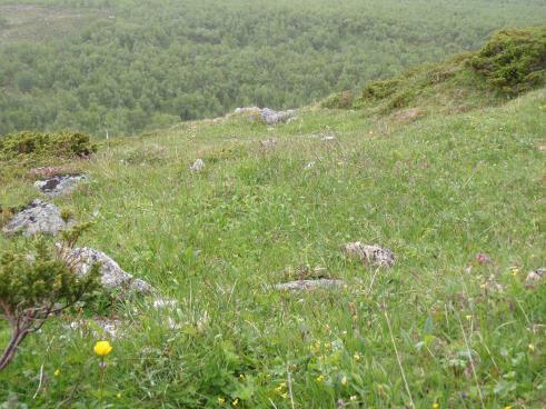 vuorottelevat Tunturien saniaisniityt (LC): saniaiset vallitsevat,