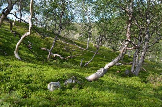 Tunturikoivikot Paljakan alapuolisia oroboreaalisia metsiä, joissa tunturikoivu pääpuulaji ( 2 m, latvuspeitt.