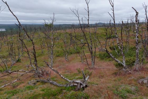 sekundääripaljakkaa (ylh.