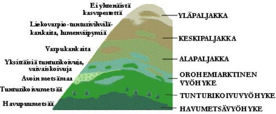 Tunturien vyöhykkeisyys Tunturipaljakat Puuton tai lähes puuton alue