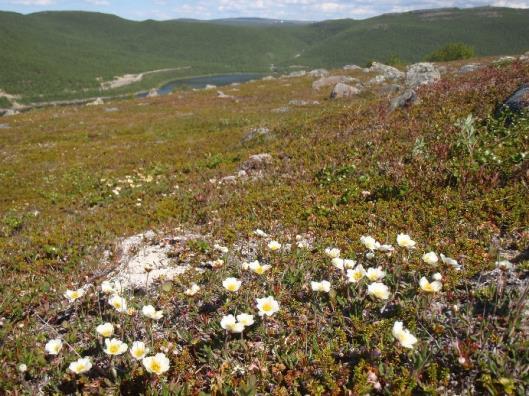 Käsivarren suurtuntureilla,