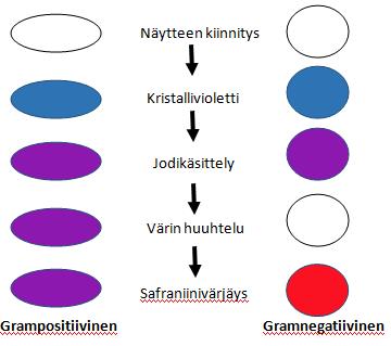 12 3.2.2 Värjäyksen suoritus Punktionesteen gramvärjäystä varten tippa näytettä laitetaan objektilasille, jonka annetaan kuivua huoneenlämmössä tai vaihtoehtoisesti lämpölevyllä.