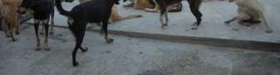 Pro Animals Romanian uuden tarhan