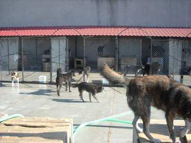 of the dogs from