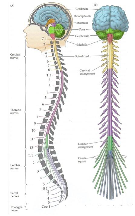 4 Figure 1. Overview of the nervous system (Purves 2012) The two main components of nerve tissue are nerve cells aka neurons and supporting cells aka neuroglial cells.