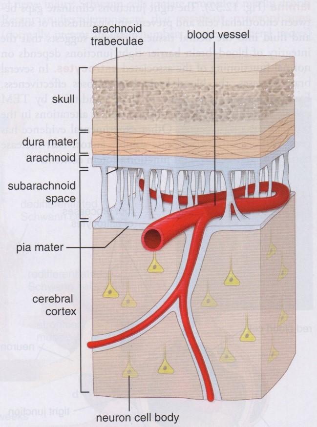 6 Figure 3. The meninges. (Ross et al. 2016) The brain is further subdivided into cerebrum, cerebellum and brain stem. The outermost layer of the cerebrum is called cerebral cortex.