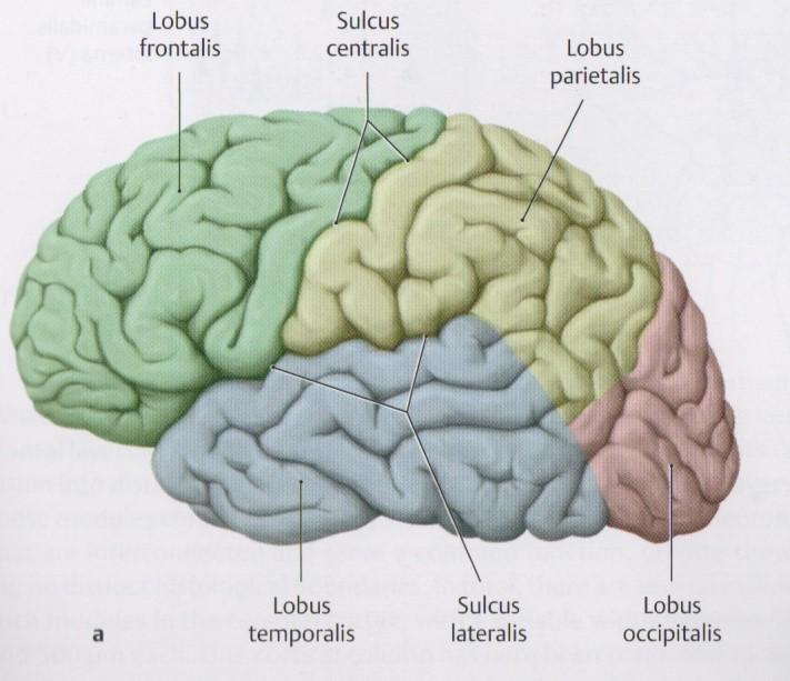 7 Figure 4. Brain lobes and two of the main sulci. (Schuenke et al. 2011) Axons in the CNS are gathered into tracts and tracts that cross the midline of the brain, are called commissures.