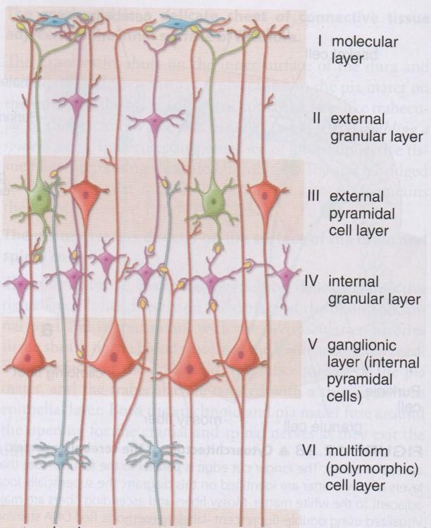 8 Figure 5. The structure of the neocortex (Ross et al. 2016) Underneath the cortex lies a subcortical layer of white matter, where several larger grey matter structures can be distinguished.