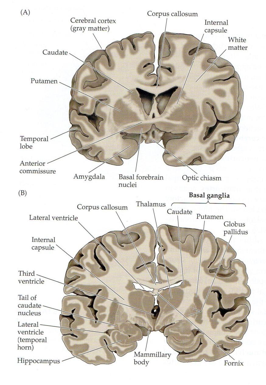 9 endocrine structure comprising of two lobes, anterior or adenohypophysis and posterior or neurohypophysis.