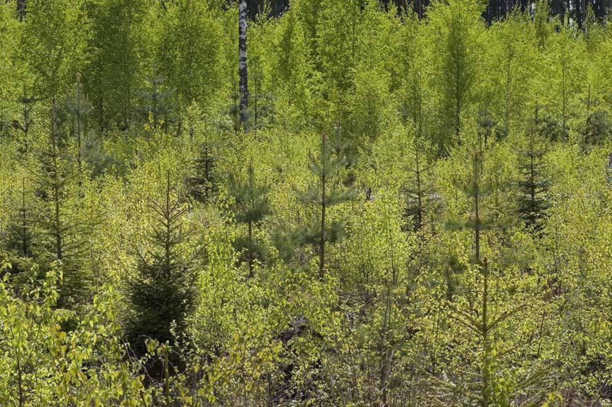 Taimikoiden käsittelyvalinnat ja niiden vaikutukset Jari Hynynen Metsäntutkimuslaitos