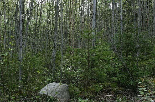 Harventamatta kasvanut istutettu kuusentaimikko hyvin tiheä, riukuuntunut lehtipuusto vallannut kasvutilan (puustosta 80 % lehtipuita) kuusen istutustaimet