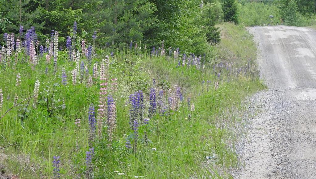 Mökkikylästä löytyi musta-apilaa (Trifolium spadiceum) NT pieni kasvusto, joka on jäämässä haitallisen vieraslajin komealupiinin (Lupinus polyphyllos) alle.