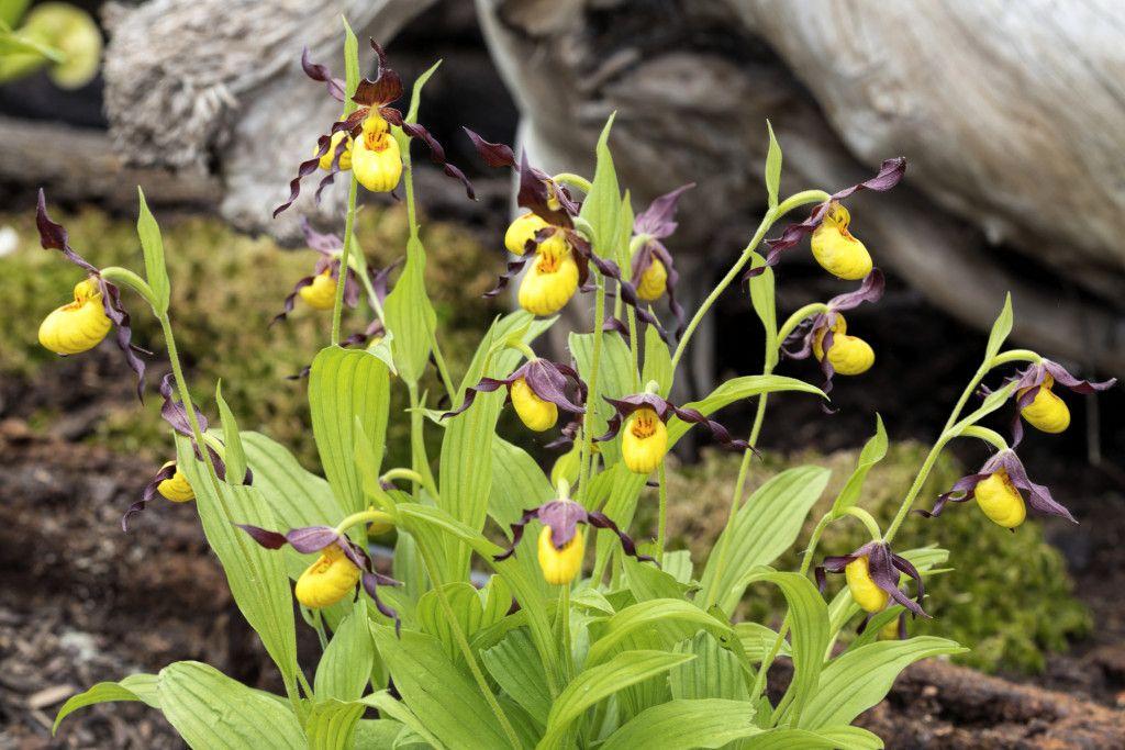 11. Tikankontti (R5) Cypripedium calceolus Tuntomerkit: Tikankontti kasvattaa 20-50 cm korkean varren, jossa on 8-13 cm pitkää leveän soikeaa lehteä