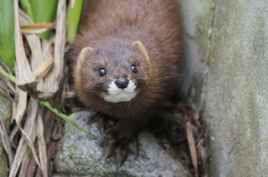 3. Vesikko (R3) (Mustela lutreola) - - - On yksi eurooppalaisista näätäeläinlajeista, kuuluu kärppien sukuun Turkki