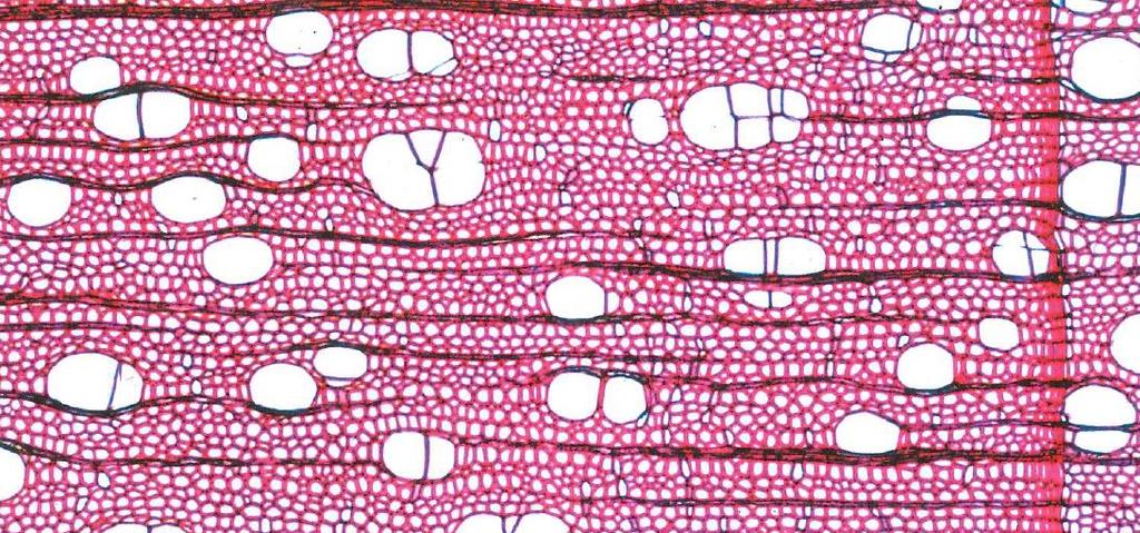 (Jääskeläinen&Sundqvist 2007, 41). Wood cell wall chemical constituents vary in depending on part of the cell wall.