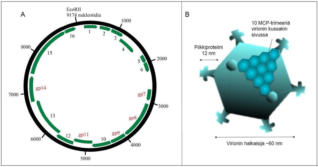 8 FLiP saa kalvolipidinsa bakteerisolun solukalvolta valikoiden. 60 % FLiP:n kalvolipideistä on keramideja ja 7 % ornitiineja (Laanto ym. 2017). Kuva 1. FLiP:n genomi ja kapsidin rakenne.