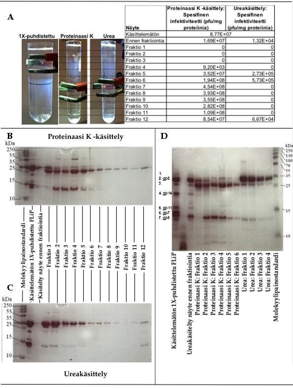 47 LIITE 4. FLiP:n proteiinien irrotuskokeet kemikaalikäsittelyjen avulla A) Käsittelemätön ja käsitellyt näytteet 5 % - 20 % sakkaroosigradienteissa ja näytteiden spesifiset infektiviteetit.