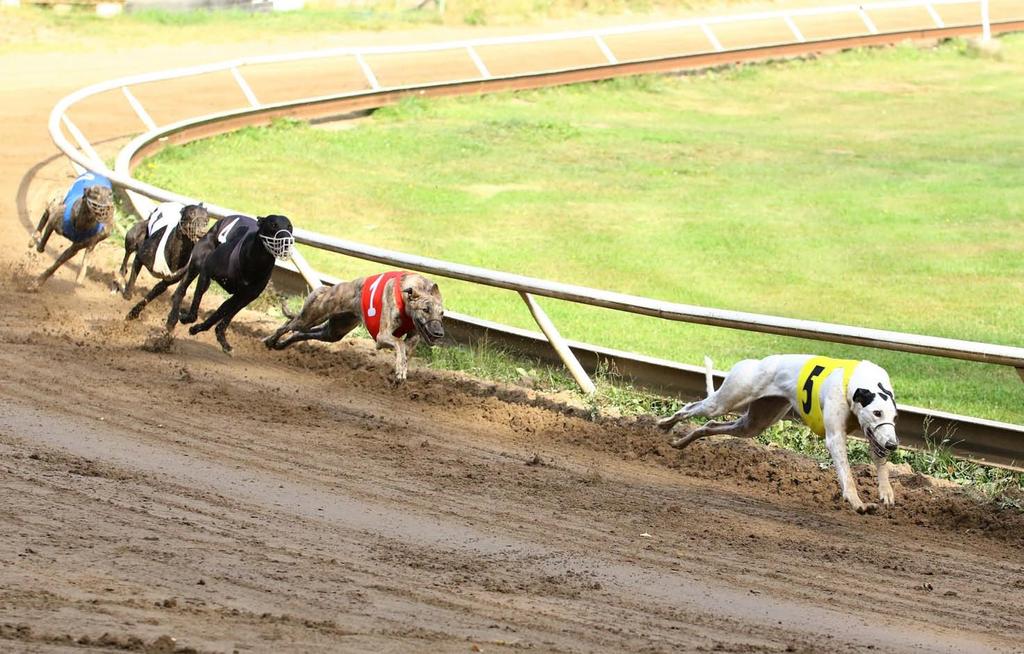 Junior Derbystä TGK-juhla Loppusuoran auetessa Hoppu veti selvän kaulan. Kerttu-sisko seuraa. Junior Derbystä tuli suora viiden junnun finaali.