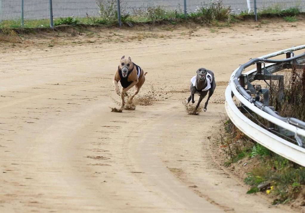 Kaikkinensa Theon vauhti kiihtyi kauden loppua kohti, tuloksiin ykkösluokkaa. Kaudella 2018 Theolle myös karttui kokoon viisi voittoa 1-luokan ajalla. Ykkösluokan diplomia pukkaa.