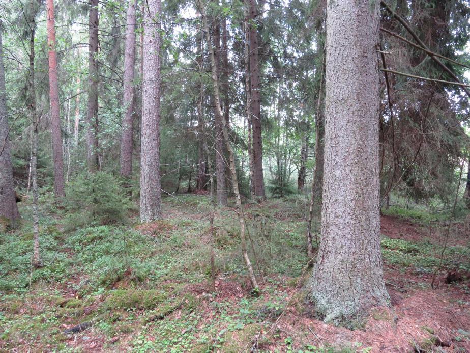 6 4. Varttunut, harvahko tuoreen kankaan mänty-kuusimetsä. Vallitsevan latvuskerroksen alla on melko tiheä kuusen ja koivun muodostama alikasvos.