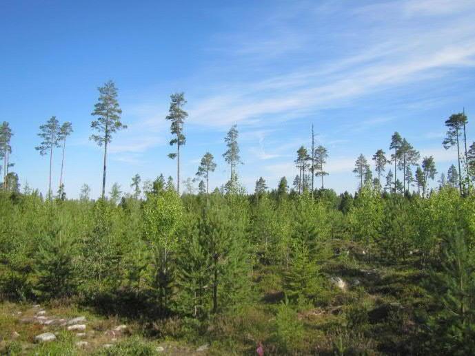 Pääosin metsät ovat nuoria tai varttuneita. Mäntyvaltaiset metsät ovat pääosin kuivahkoja variksenmarjapuolukkatyypin (EVT) kankaita, jonka lajistossa mm.