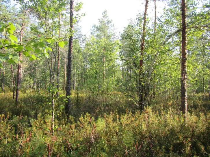 Alueella esiintyy mäntyä ja koivua kasvavaa mustikkaturvekangasta (Mtkg), jonka rehevämmässä kenttäkerroksessa kasvavat mm. metsäalvejuuri, metsätähti ja mustikka.