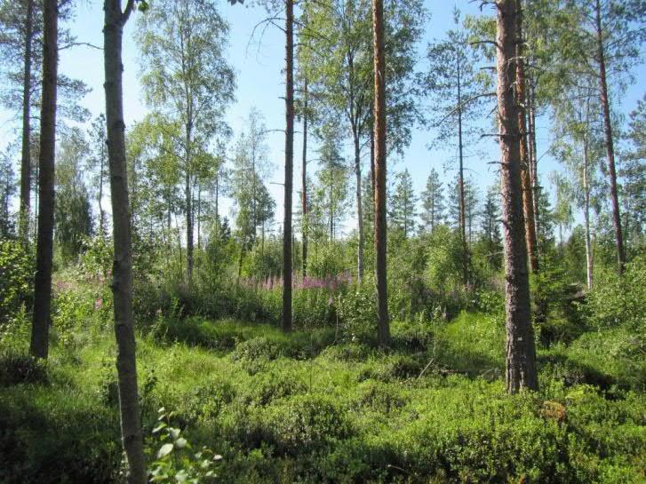 Alueelta havaittiin tupasvillarämettä (TR), metsäkorpikortetta (MkK), pallosararämettä (PsR), isovarpurämettä (IR) ja lyhytkorsinevaa (LkN).