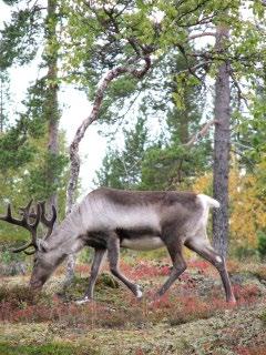 Agrometsätalouden käytäntöjä Metsälaidunnus