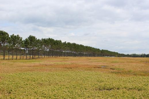 Puustoviljely (silvoarable agroforestry) Maataloutta, jossa mukana puukomponentti