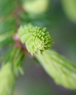 vajaatuottoisissa metsissä, kuusenkerkkien