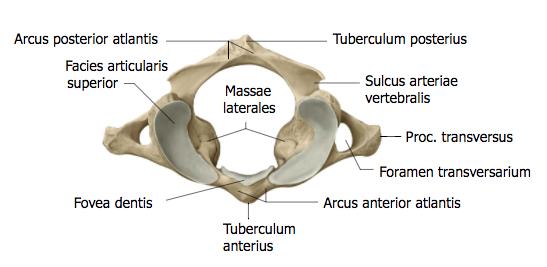 2 Kaularangan tärkeimmät ligamentit Kaularangan alueella on paljon ligamentteja, jotka toimivat paitsi passiivisina tukirakenteina, myös aistivat vartalon asentoa reseptorisolujensa avulla.