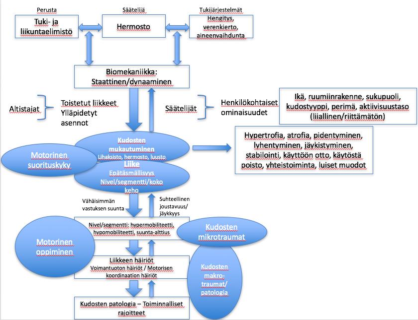 17 4.1 Liikemallit Kinesiopatologisen mallin (kuvio 15) mukaan valtaosa tuki- ja liikuntaelimistön kiputiloista on seurausta huonoista liikemalleista.