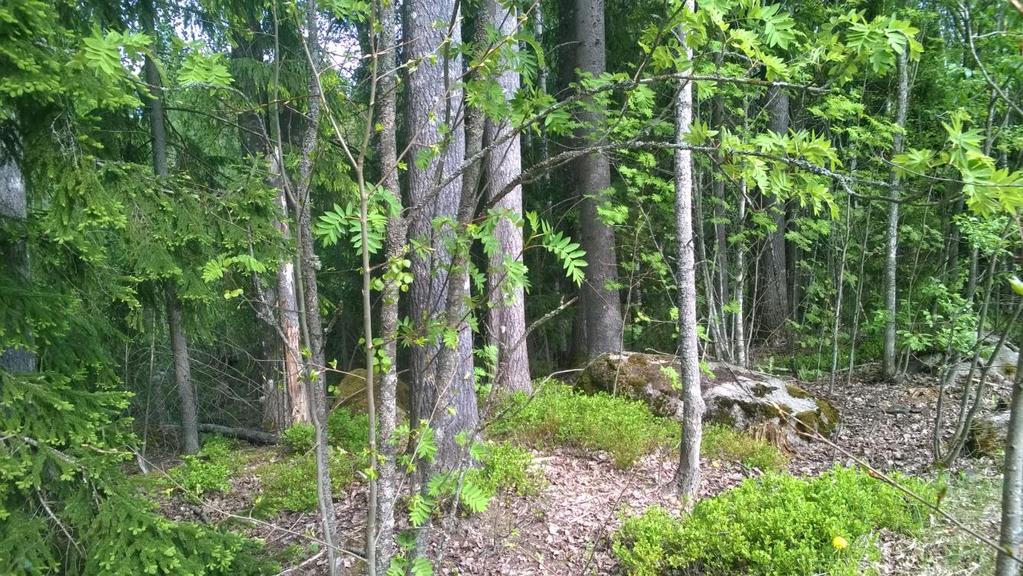 Puujoen rannan puustoinen vyöhyke koostui pääasiassa koivusta, tuomesta ja pajuista.