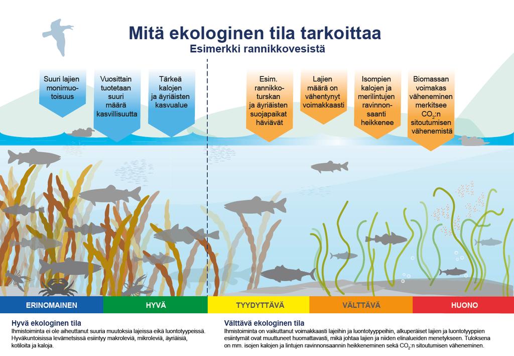 3. Vesienhoitoalueen ympäristön tila miten vetemme voivat? Miten vetemme oikeastaan voivat? Siihen haluamme vastata tässä luvussa. Teemme katsauksen koko vesienhoitoalueen ympäristön tilaan tässä.