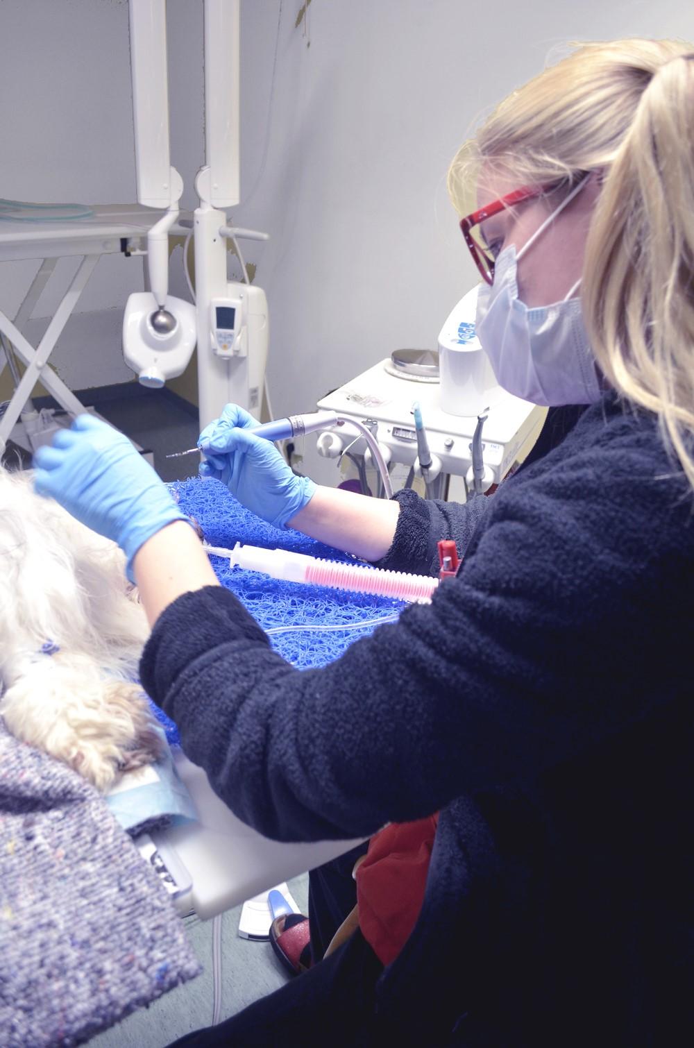 Laboratorio Viralliset lonkka-, kyynär-, ja selkäkuvaukset Silmätarkastukset (ELL Päivi Vanhapelto) Kuntoutus Painonhallinta Eutanasia Myymälä Kissoille omat hoitohuoneet ja odotustila Kuva 2.