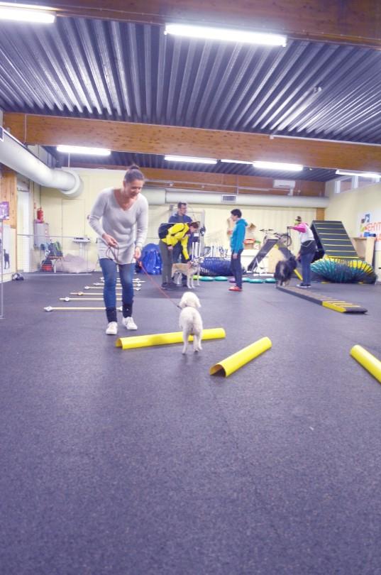Agilitya varten on tavanomaisimmat esteet: kuusi hyppyä, 2 putkea, puomi, kepit, keinu ja A-este.