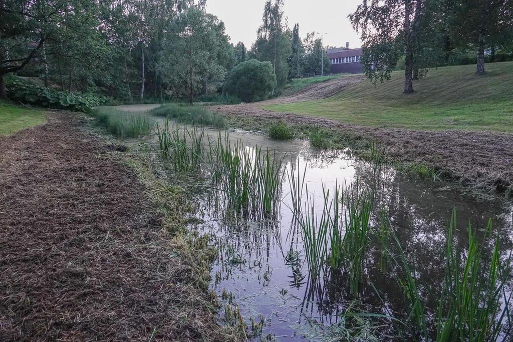 Kuva 2. Myllyojaa heinäkuussa 2018. Etualalla näkyy palpakkokasvustoja. Turenki 21.7.2018 Petri Parkko 4. Viitasammakkoselvityksen tulokset Alueella ei tehtyhavaintoja viitasammakosta.