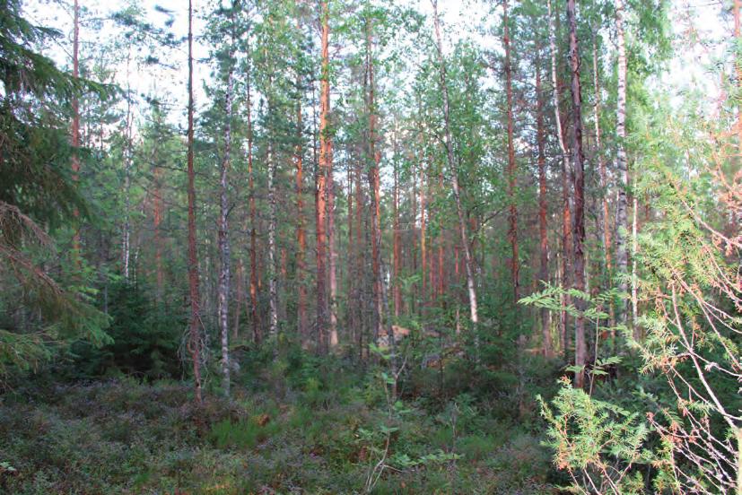 Suomen Luontotieto Oy KORPILAHDEN KURJENNIEMEN RANTA-ASEMAKAAVA ALUEEN LUONTOARVOJEN PERUSSELVITYS 2018 Alueella havaittiin siniukonkorento Lohko 2 Lohko käsittää alueen poikki kulkevan tien