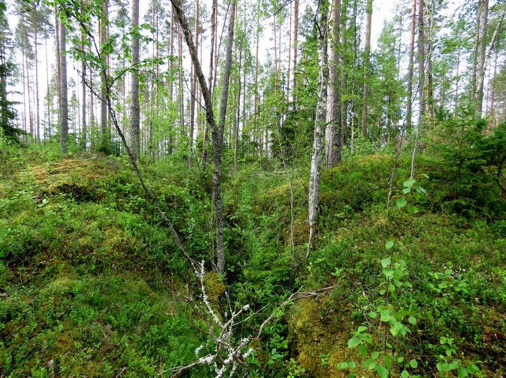 10 Tervahaudan halssi kuvattu kaakkoon. Kohde 1.