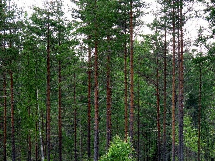 Tasainen kivinen kuivahko kangas, taimikkoa.