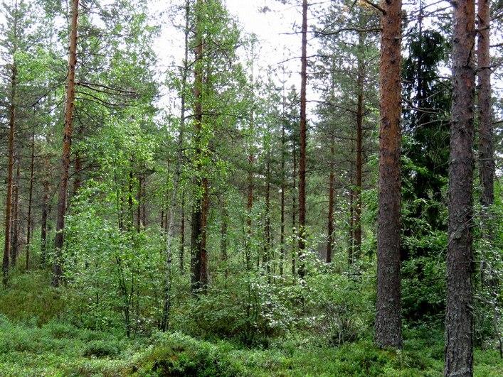 8 Kuva 7. Voimalapaikka H kuvattu kaakkoon, matala hiekkaharjanne harjun länsipuolella, varttunutta kasvatusmetsikköä. 4.