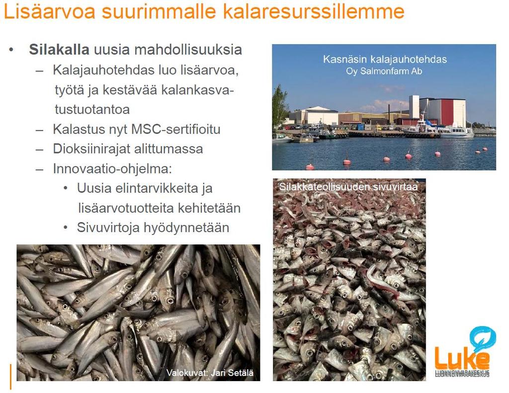 Itämeren silakasta tehdään