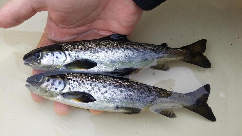 Uusi laki 2016 alkaen: evällinen JL rauhoitettu > rasvaevästä tunnistuskeino kalastajille - eväleikatulla