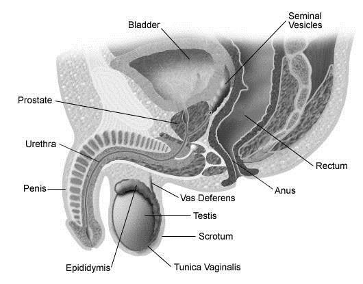 2. REVIEW OF LITERATURE 2.1 Prostate cancer Prostate cancer arises from prostate gland located in the male pelvis between the bladder and the penis (Figure 1).
