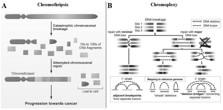massive chromosome-damaging events have been identified also in prostate cancer (Baca et al., 2013; Berger et al., 2011).