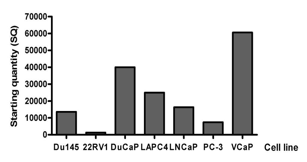 5. RESULTS 5.1 The expression of UNC13B in cancer cell lines The expression of endogenous UNC13B mrna was determined with RT-qPCR from different prostate cancer cell lines (Figure 5).