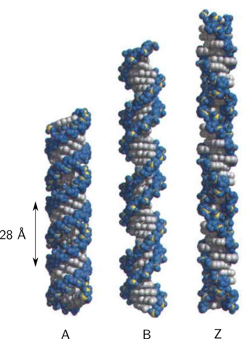 Figure 2.3. Three most commonly referred conformations of dsdna. Each structure has 36 basepairs.